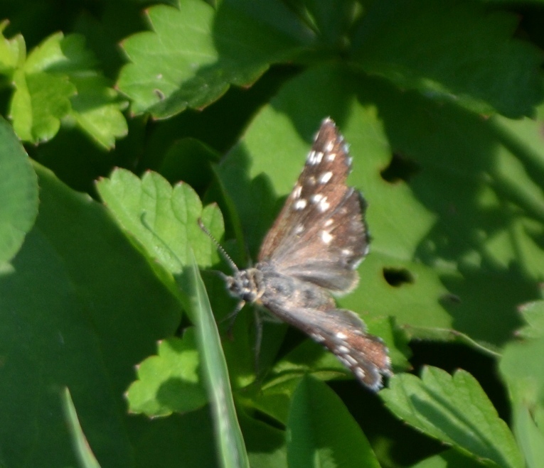 Pyrgus in campagna:  Pyrgus malvoides